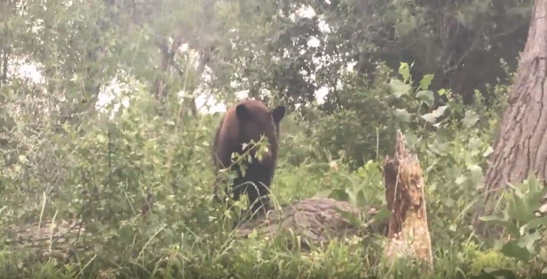 Bear at Norm's